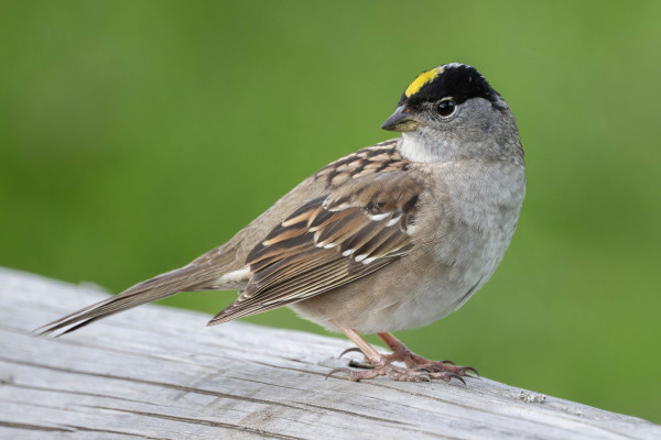 Sparrow with a black head stripe and yellow crown on a fence beam.