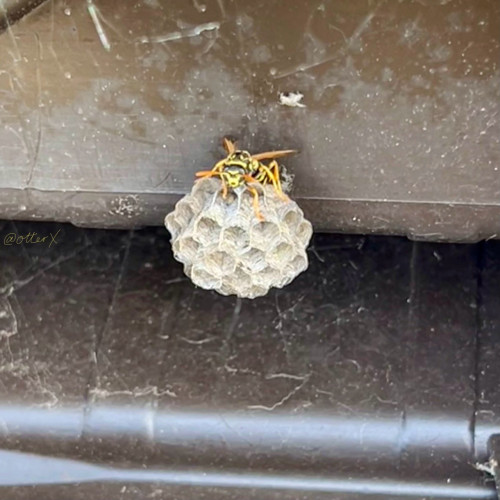 Square closeup of the small paperwasp nest in the back of the underside of the lid of the plastic storage bench. It’s about the size of a ping-pong ball. The queen wasp is sitting on top, facing this way. 