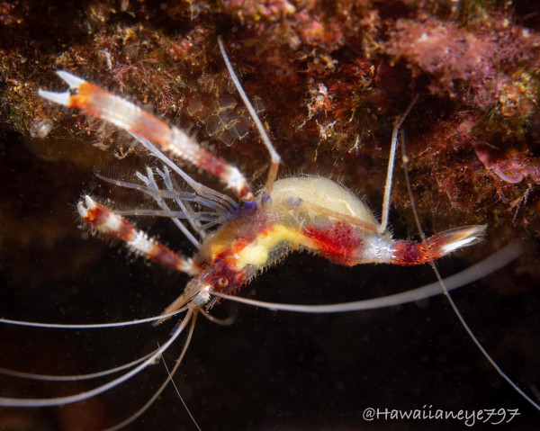 An orange and white shrimp with claws extended clinging upside down to a rock. 