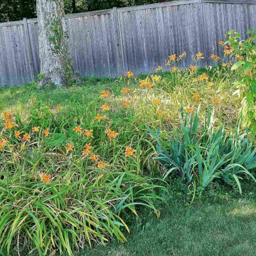 Day lilies in foreground bounded by wood fence and oak tree in background.