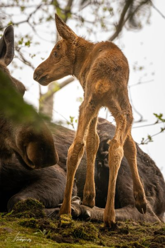Rear photo of a just-born moose calf standing on those long legs next to mom