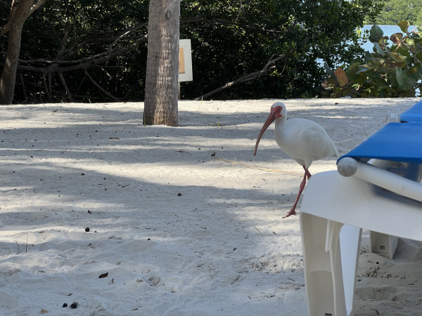 Ibis walking on sand in front of a beach chair. Florida Keys.