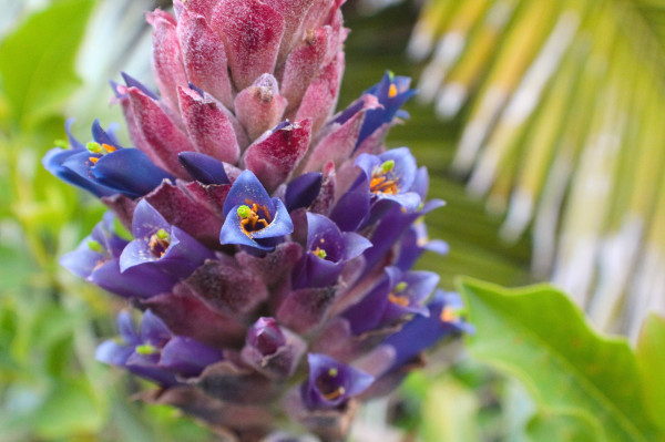 closeup of the flowering part of a bromeliad plant. the stalk and buds from which the flowers emerge is a magenta-pink, and there are small blue and purple flowers poking out. the flowers have tiny bright green centers and orange pollen. there are some large bright green palm fronds out of focus in the background.