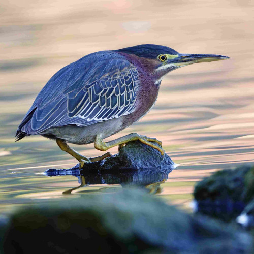 Green heron standing on a rock in a lake