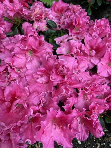 Closeup of bright pink azalea flowers clustered so tightly together, it's hard to tell where one ends and the next begins. The petals are frilly, and overall impression is a wavy mass of pink