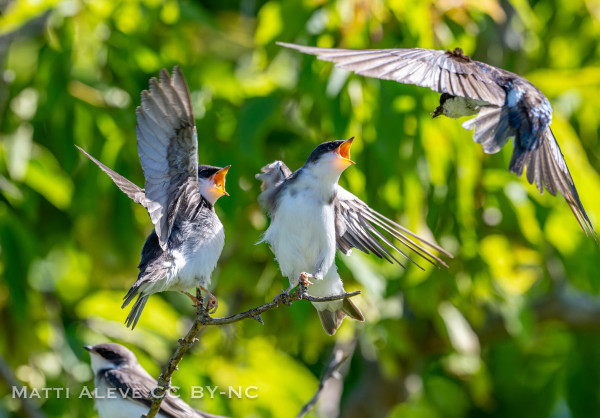 two tree swallow fledglings on a branch in bright sunlight.  Their mouths are wide open and an adult is coming in from right to feed.