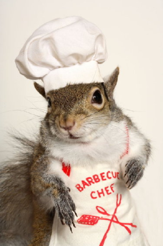 A barbeque chef wearing an apron and a chef hat. Also, the chef is a squirrel