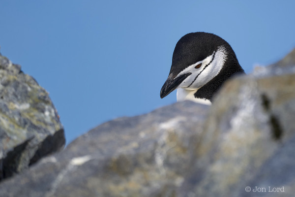 A Close-Up Colour Photo In Landscape Format. In The Foreground The Image Shows  Two Large Rocks, One On The Left And One On The Right. Both Rocks Blurred Out Of Focus. Behind The Rock On The Right Side The Head Of A Chinstrap Penguin (Pygoscelis Antarcticus). The Penguin Is Looking Towards The Left Of The Photo. The Bird Has A Black Back That Continues Over The Top Of The Head To A Black Beak. The Face Is White Apart From A Very Narrow Black Strip Stretching From Behind The Head Across The White Face, Under The Beak And Up The Other Side. Behind The Penguin Is A Clear And Cloudless Blue Sky. 

Graham Land. 2024