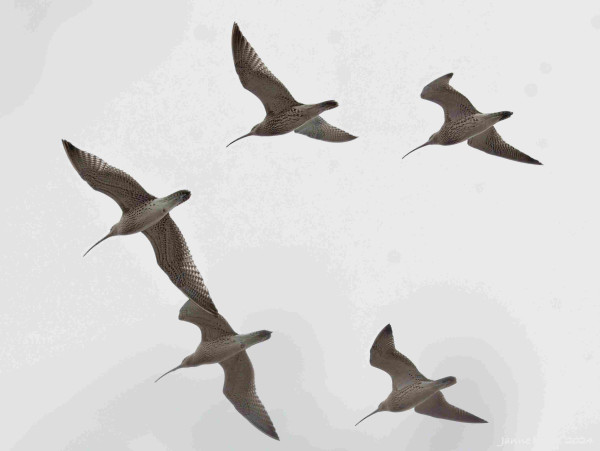 Five Curlews flying by in the cloudy sky, South of Finland.