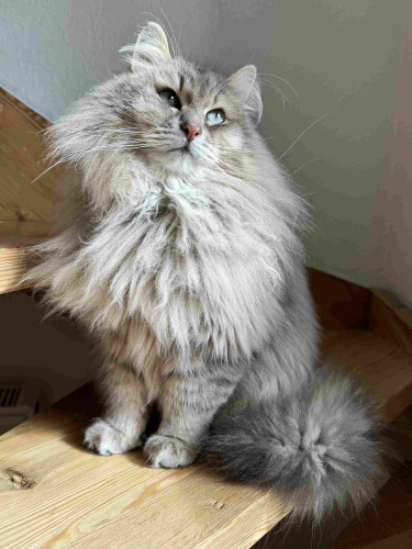 Grey Siberian cat sitting on a staircase. He is looking slightly up to his left. His fur is still very fluffy and the mane is still big, although it has started to shed (all over the house)