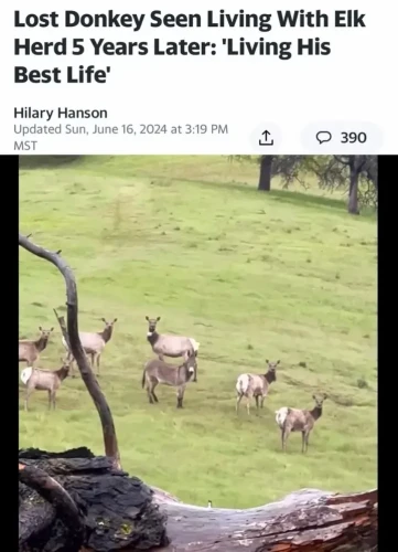 Lost Donkey Seen Living With Elk Herd 5 Years Later: 'Living His Best Life' Hilary Hanson
Sun, June 16, 2024 at 3:19 PM MST

image shot from behind a log shows 6 elk and 1 donkey standing in a field, all looking towards the camera person.

