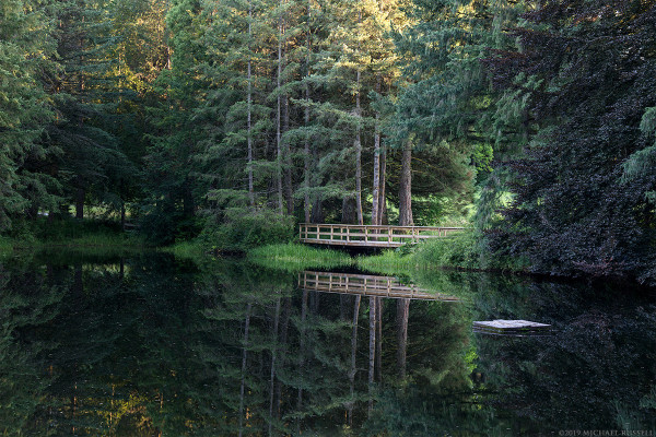 Evening reflections on the pond at Godwin Farm Biodiversity Preserve in Surrey, British Columbia, Canada