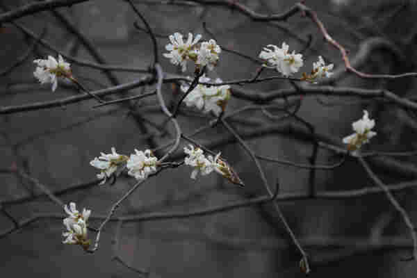 A thicket of thin, dark, mostly horizontal branches against a dark background, bearing clusters of white blossoms. They resemble those of many other fruit trees like cherries or pears but are plain white and have more slender, elongated petals.