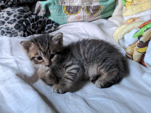 A 3 week old kitten with stripes, lying down and chewing on his front paws.