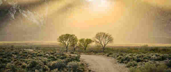 A dusty road leading through a desert landscape with sparse vegetation and a few trees, set against a backdrop of mountain ranges bathed in the warm glow of a hazy, sunlit sky.