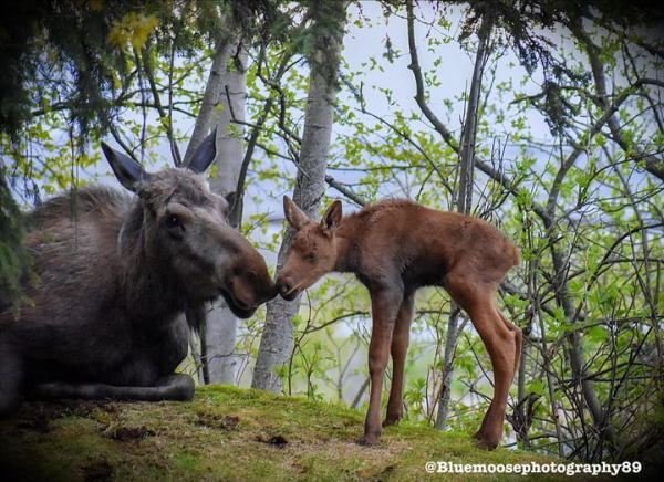 Mom moose and her newborn, all legs baby.