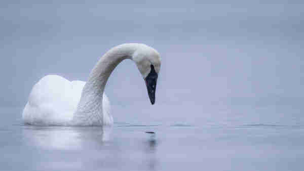 A trumpeter swan gazes, Narcissus-like, into the pale blue water.