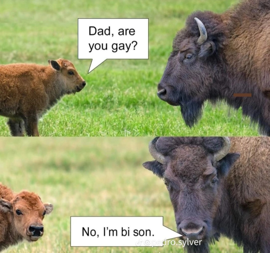 are you gay dad? ask the baby bison. 

no, I'm bi son!