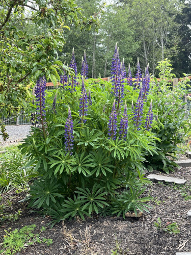 One of my lupines. It’s chest high and four feet wide, a collection of stalks with leaves spread out in an umbrella pattern atop each stalk. The flowers are on even taller spikes, cone shaped, blossoming from the bottom up in trumpets of purple. 