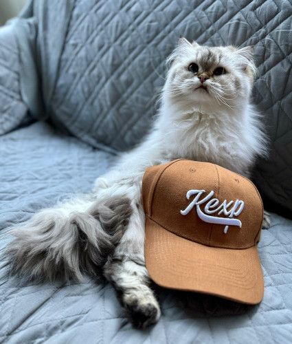 A fluffy white cat sitting on a couch looking up with interest. A caramel colored KEXP radio station ball cap sits against the front of her. 