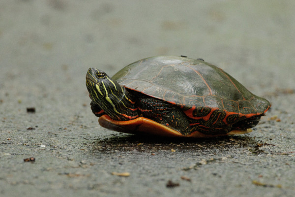an aquatic turtle with legs all tucked into its shell on a dark concrete path. their head is out of their shell and is dark green with yellow stripes. their shell is smooth dark green with orange lines between the scutes. the edge where their legs are tucked in is an intricate pattern of trailing green and bright orange. their bottom shell is light orange