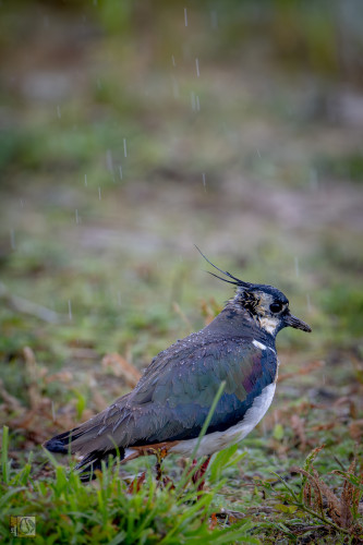 A wading bird in the scrub in the rain