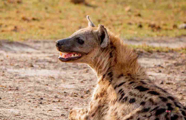Hyena relaxing 