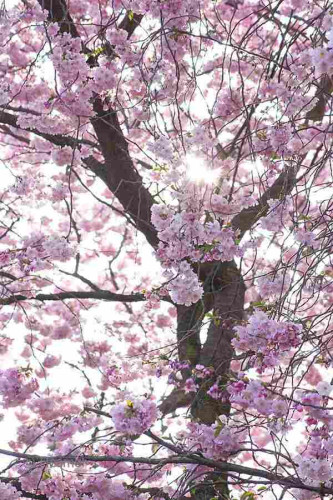 Kirschbaum in voller Blüte im Gegenlicht, mittig scheint die Sonne durch diei Äste und Blüten