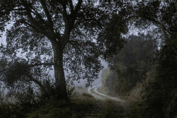 A country road winding past an oak tree on a foggy morning in Portugal