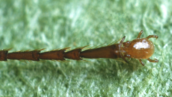 A brown mite attached to the foot of an army ant. Close up the army ant's leg is covered in sensitive hairs, the mite's back legs perform the function of the ants two tarsal claws. 