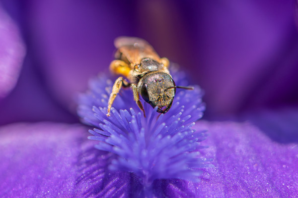 Closeup photograph of a sweat bee exploring a purple iris beard for pollen. The iris has dark violet petals and a lavender purple beard. This species of sweat be has features/coloration similar to a honey bee but they are roughly a third the size.