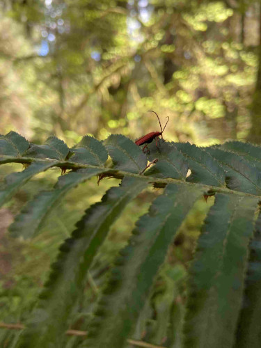 A western sword fern crosses the photo from right to left, with its long dark thin leaves. On one of the upper leaves sits a red net-winged beetle, seen from the side. The rear part of its body is hidden by the next leaf. What we can see of its body is long red wings and a red middle section and a bit of black on its head. Its antennas and legs are multi-jointed. 