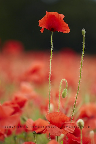 There are three poppies in the photo, one beautifully developed and two still in bud, but the one in the middle is bent as if sad that it is not as tall as the others. The blurred background is red from the whole field of poppies and only in the upper part of the frame, where the developed poppy is, the background is darker.