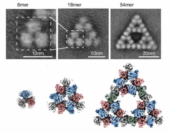 3d models of enzymes forming a triangular shape 