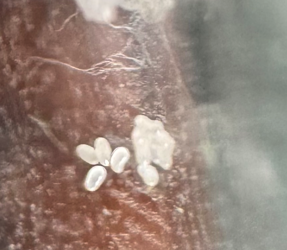 Tiny ant eggs like white jellybeans.