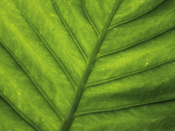 A backlit leaf.