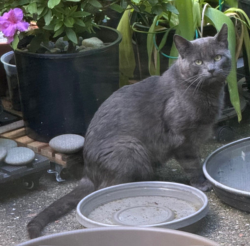 A fairly muscular dark grey cat with light yellow eyes looks over to the camera while taking a break from drinking out of a patio water tray. 