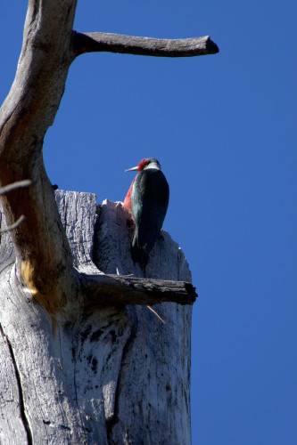A woodpecker perched at the top edge of a sawn-off snag tree, his long-taloned claws gripping the flat surface in a broad stance. Late afternoon sun is lighting up his robust bill, his scarlet face, and the edge we see of his soft pinky belly feathers beyond his glossy folded wing. His forked tail presses the barkless tree, which has stood dead in the high desert sun and wind so long it’s bleached like driftwood. Our woodpecker looks up and almost over his shoulder with a big, alert eye, as if daydreaming.