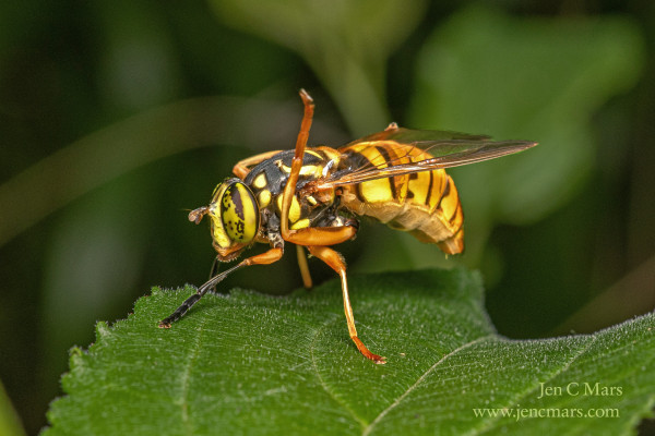 A yellow and black striped fly with large, mottled eyes that closely resembles a hornet stands on a green leaf. One of it's back legs is bent forward and up in a very strange angle. 