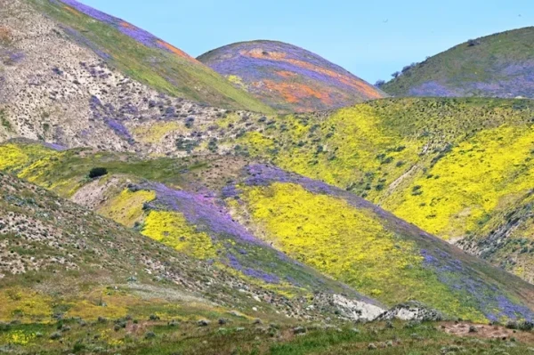 Orange, yellow and purple wildflowers paint the hills of the Tremblor Range in Carrizo Plain National Monument near Santa Margarita, California.