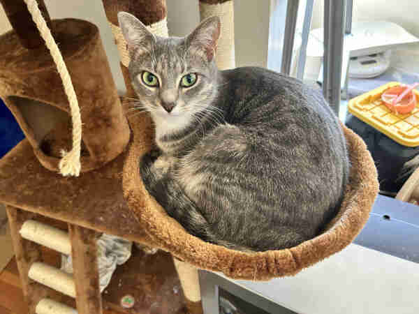 A silver tabby cat with striking green eyes looking at the camera as she curls up in the round bowl part of a fuzzy brown cat climber.