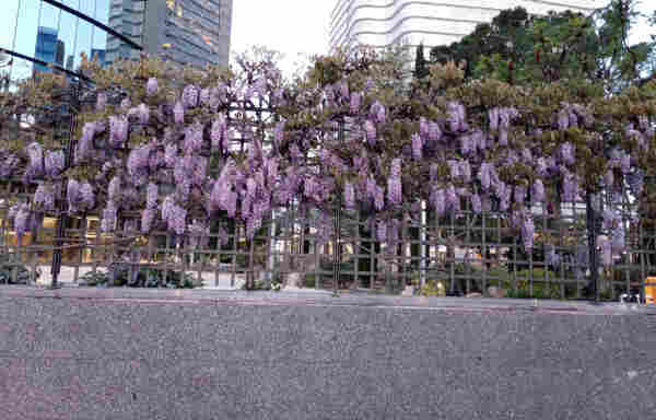 Photo of a metal fence with wisteria growing on it. The flowers are like bunched of grapes hanging down off the fence