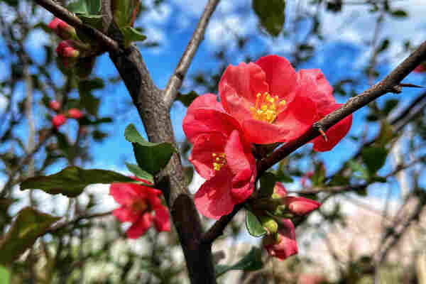 A cluster of pretty, salmon-pink quince flowers with yellow centers blooming in the dappled morning sun on the branches of their shrub along with their green, spear-shaped leaves. Blue skies with a few puffy clouds blurred in the background behind the shrub.