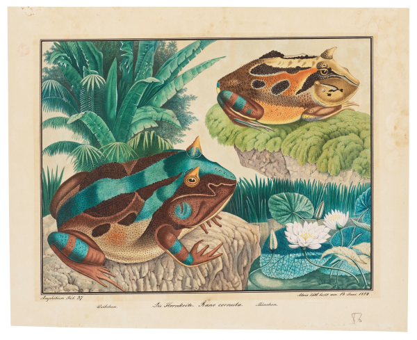 "The bestiary of the untypical Austrian artist, Aloïs Zötl, is highly varied. The sale of one hundred and fifty watercolours from the artist’s studio included some six drawings of animals from the amphibian family (Hôtel Drouot sale, Paris, 19 December 1955, lots 39-44), which did not however include this piece. Even when painting animals of which he had direct visual experience, the artist drew his inspiration from existing iconography, for example, engraved illustrations from natural history treatises....These two Amazonian or Surinamese frogs (with the female in the foreground and the male in the background), are approximately fifteen to twenty centimeters long, carnivorous, and eat prey including lizards, small frogs, and other mammals."
signed & dated ‘Alois Zötl fecit am 14 Juni 1884’ (lower R), inscribed ‘Amphibien Taf. 37’ (lower L), ‘Weibchen.’, ‘Die Hornkröte. Rano Cornuta.’ & ‘Mänchen.’ (lower C); numbered ‘86’ (lower R)