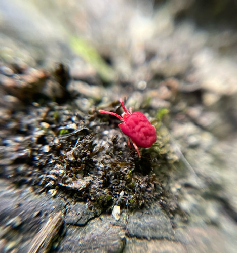 A little red mite who’s body looks like a wrinkly strawberry walking on a tree facing the top left 