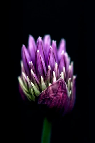 Up close photo of a purple and light green coloured flower with a rather thick light green stem, to a black background. 