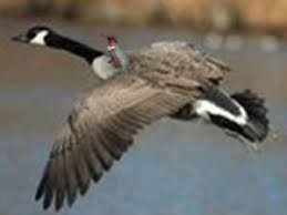 a small humming bird riding on the back of a goose
