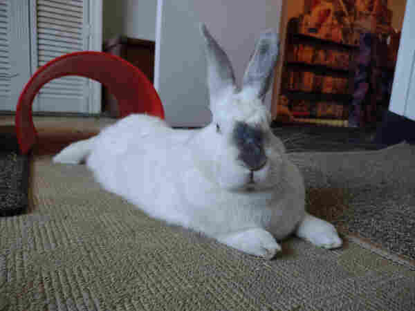 A photograph of a beautiful Californian rabbit with white fur and grey ears and nose markings. They are comfortably lounging on a carpeted floor, with their feet stretched out behind them. In the background is an orange plastic bunny tunnel and a door open to the hallway, where a shelf full of plastic model kits is located.
