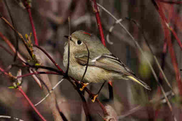 a ruby crowned kinglet among some dense red barked branches. they are a small round fluffy bird with a tiny black beak, a little red stripe on their head, a grey body and little orange feet. they are standing in profile facing to the left as they cling to a little red branch