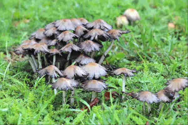 A dense cluster of wet-looking grey mushrooms with torn black edges and white stems growing amongst short grass and achillea fronds